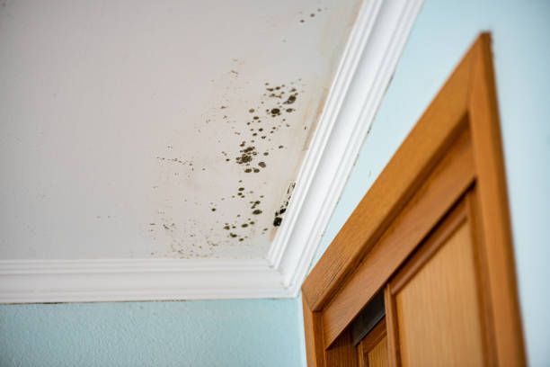Best Residential Mold Removal  in Geneva, IL
