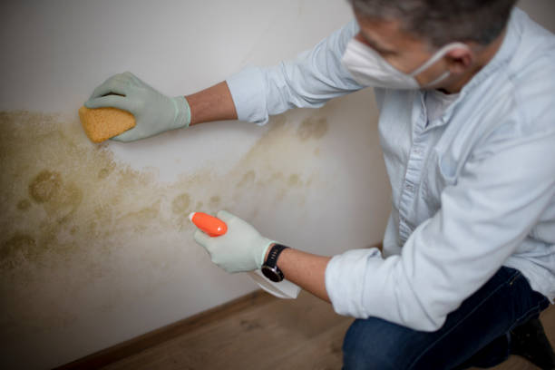 Best Fast Mold Removal  in Geneva, IL