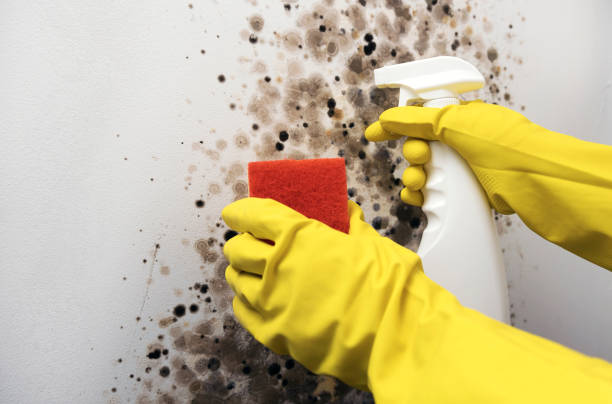 Professional Mold Removal in Geneva, IL