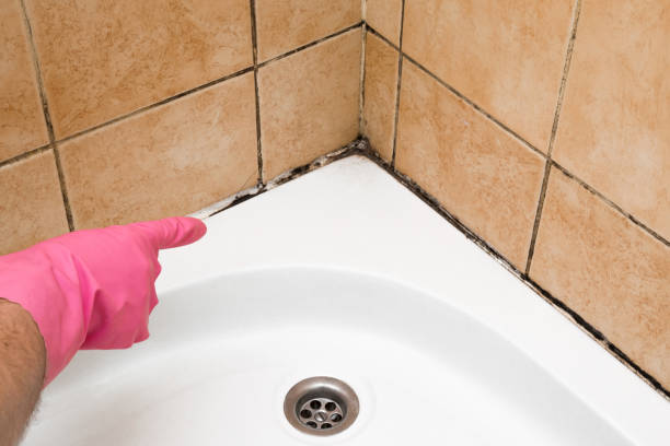 Best Mold Damage Repair  in Geneva, IL